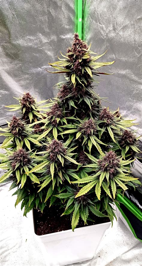 Growing Blackberry Moonrocks This strain reaches a moderate height and is very suitable for indoor growing. . Blackberry moonrocks grow diary